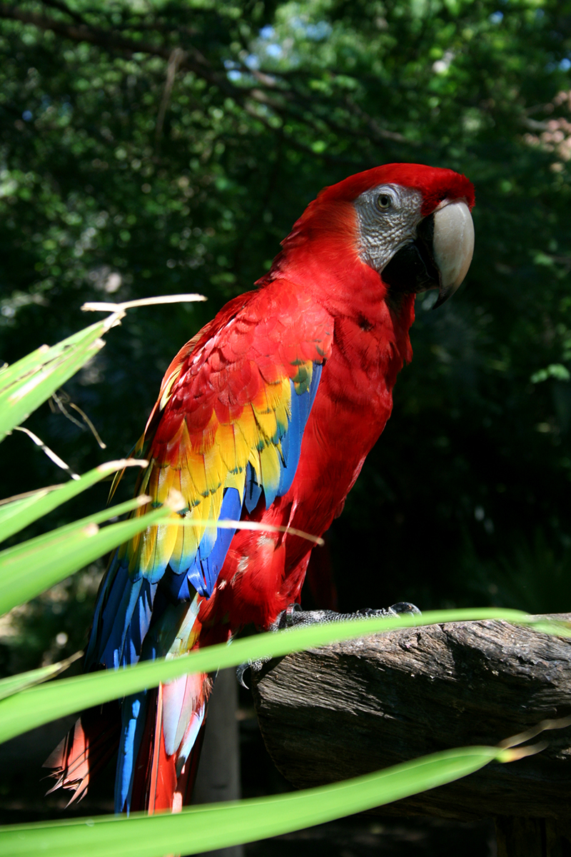 Top things to do in the Mayan Riviera, Mexico - red parrot