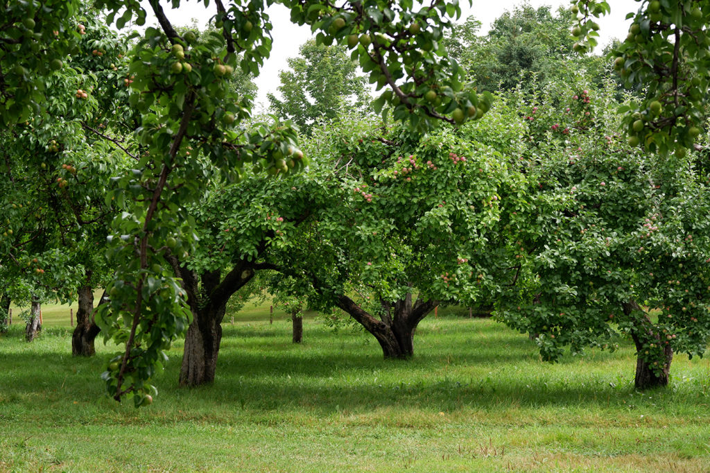 Canada by rail: the best of Ottawa, Montréal, and Québec City: green apple orchard