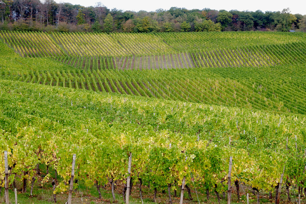 The views & flavours of the Luxembourg wine country: view on a green vineyard with rolling hills 