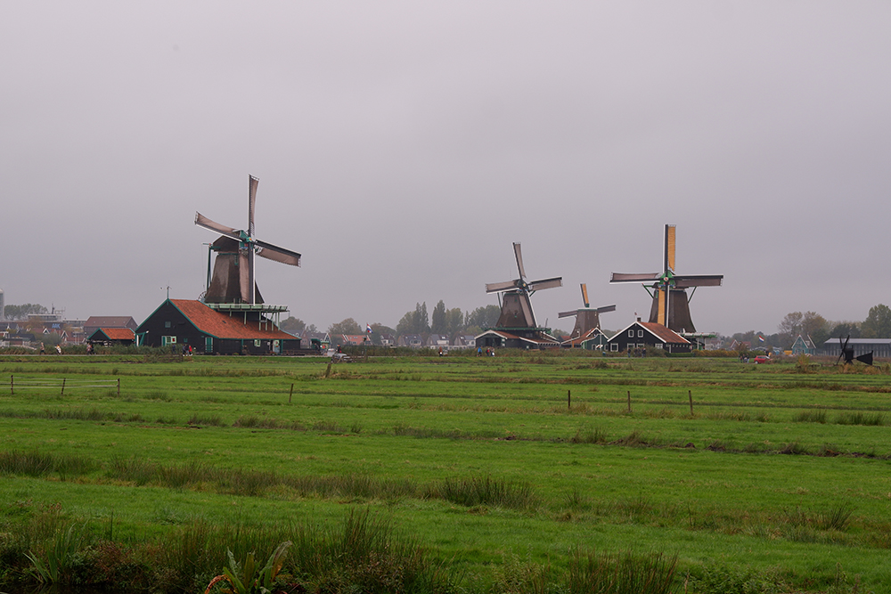 Amsterdam day trips: Zaanse Schans village in pictures image of windmills on a foggy day with green grass in the foreground 