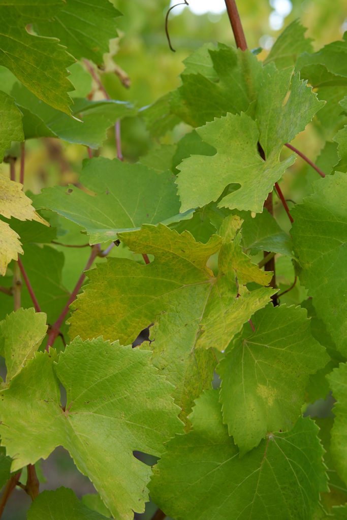 The views & flavours of the Luxembourg wine country: bright green vines