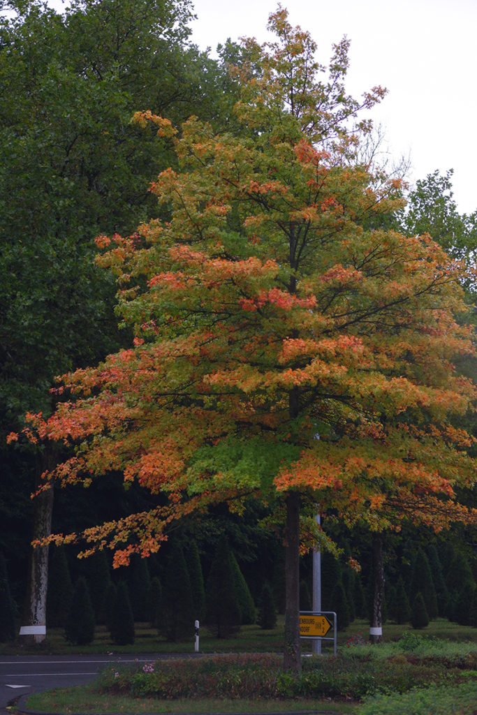 Go back in time touring Luxembourg's castles & medieval villages: fall trees