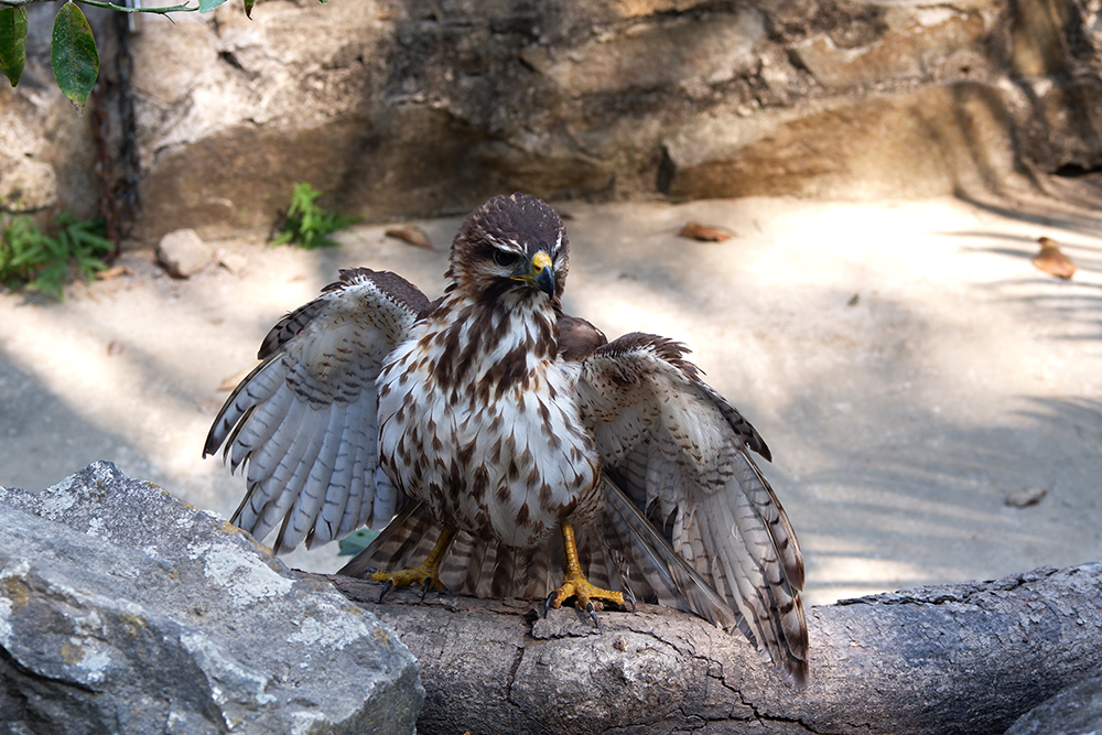 Hiking the Puerto Vallarta's Boca de Tomatlan trail: a bird of pray sitting on a rock with wings spread open