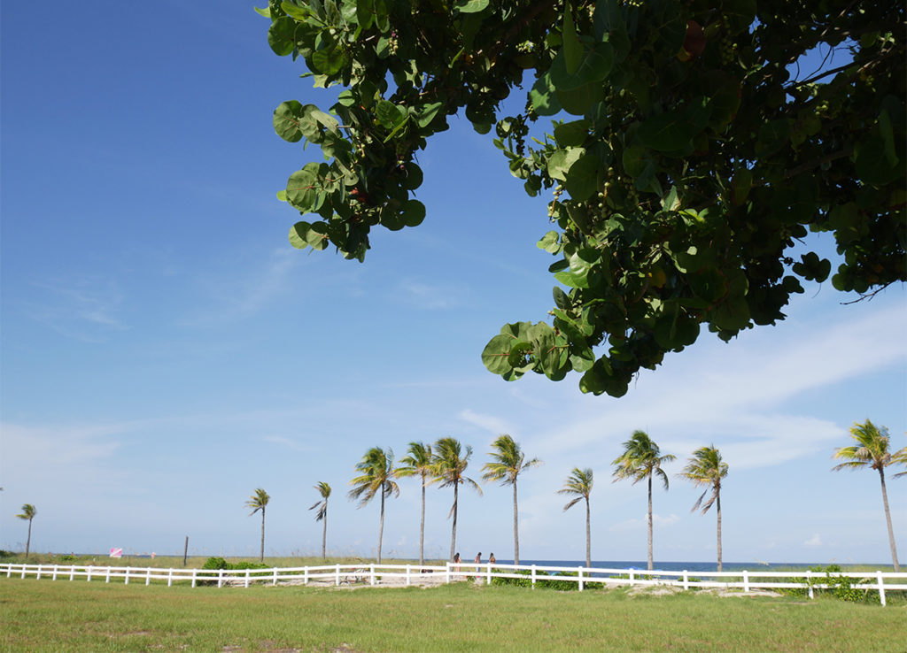 A quick getaway to Fort Lauderdale by the Sea: palms and blue sky