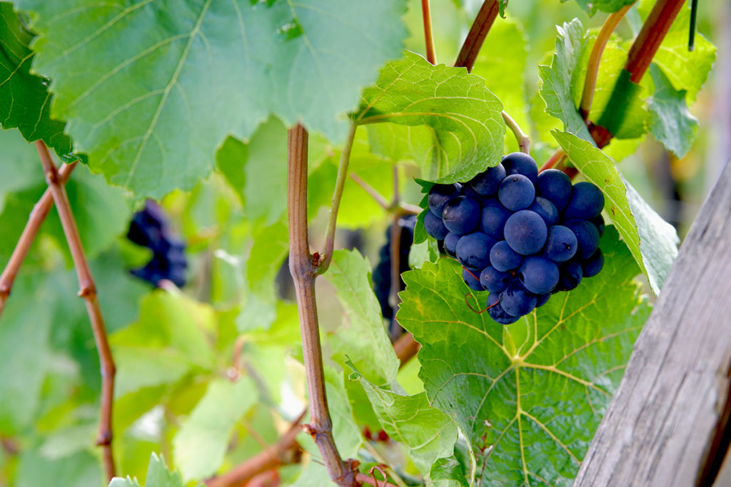 The views & flavours of the Luxembourg wine country: bright green vines with blue grapes