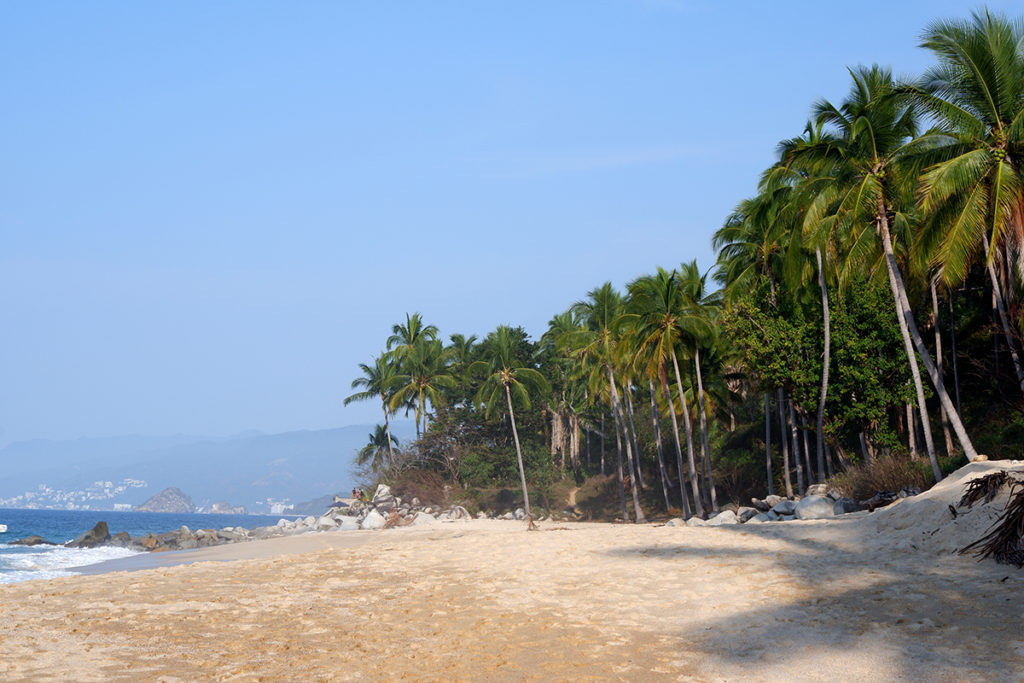 Hiking the Puerto Vallarta's Boca de Tomatlan trail: a secluded sandy beach with tall palm trees and clear blue sky