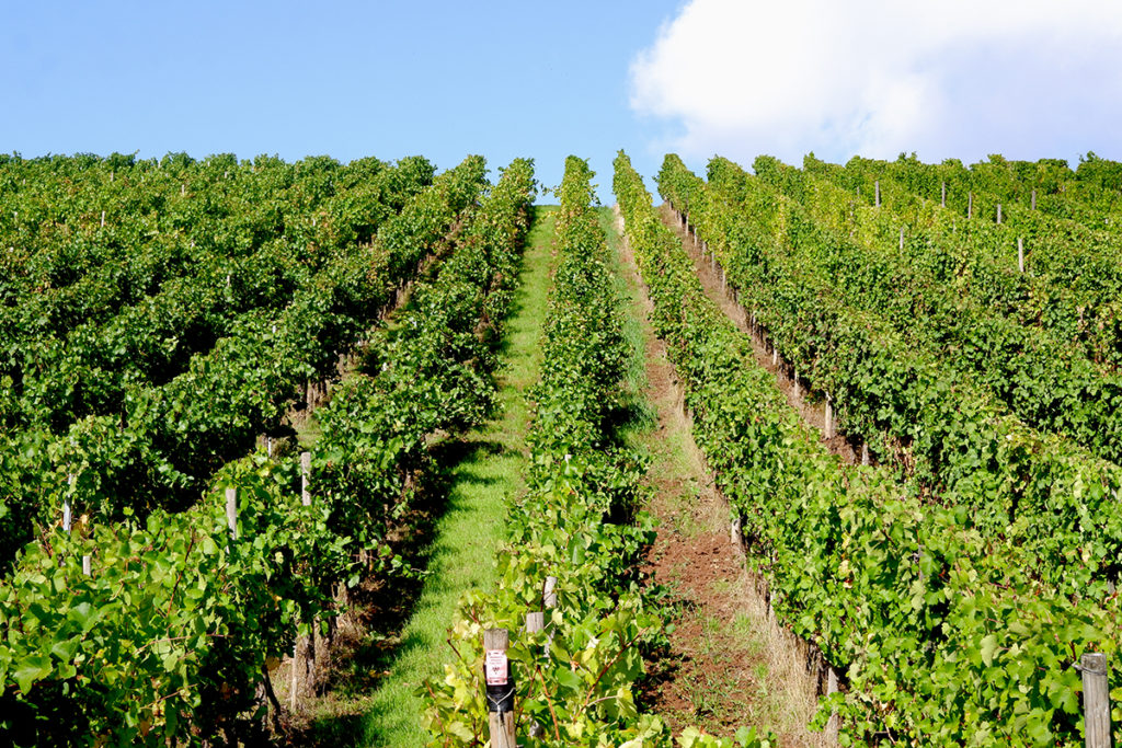 The views & flavours of the Luxembourg wine country: green vineyard 