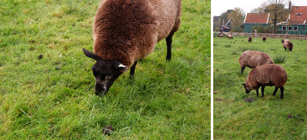 Amsterdam day trips: Zaanse Schans village in pictures: brown sheep grazing green grass 