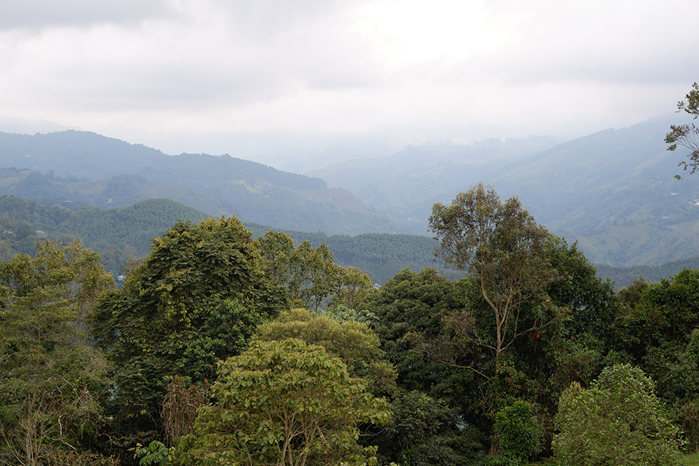 Pereira, Colombia: Mountains, cities, and delicious sweet drinks. View of the rolling hills and tree tops 