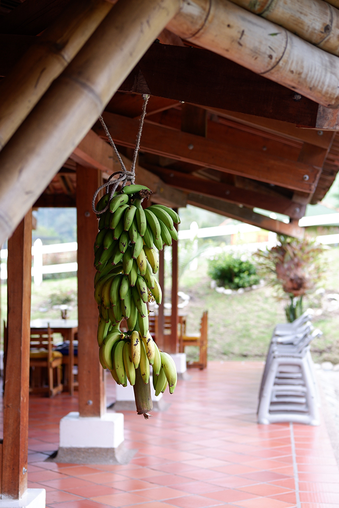 Pereira, Colombia: Mountains, cities, and delicious sweet drinks: bananas hanging from a roof of an open resturant