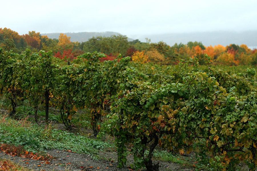 A weekend road trip through the Finger Lakes: vineyard