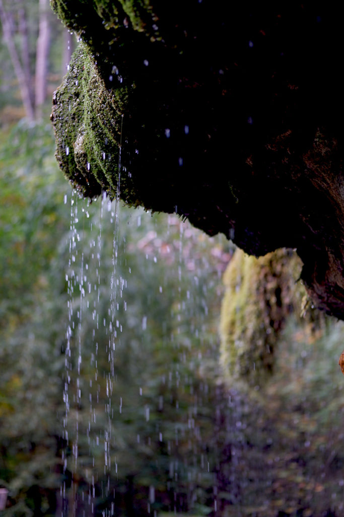 In pictures: A quick walk through the Mullerthal Trail, Luxembourg: water in thin streams rishing down into a pool off a moss-covered rock in Travertine Source Kallektuffquell