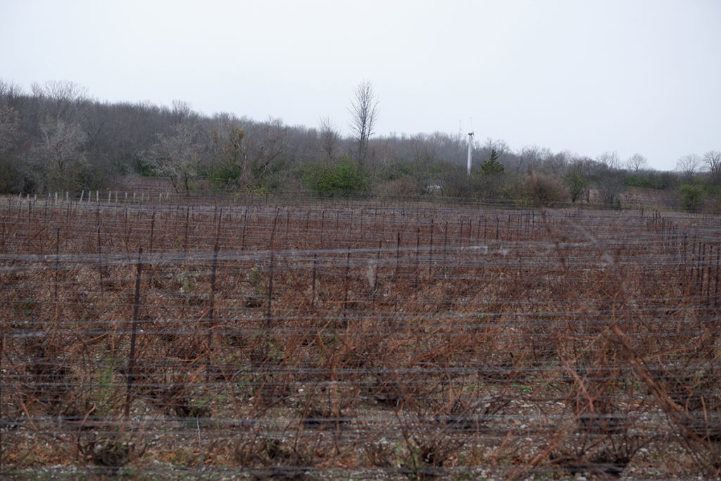 Tantalize your taste buds at Prince Edward County winter scene of a vineyard 