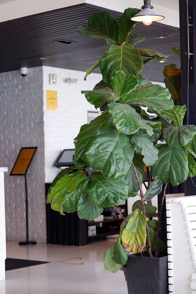 Tantalize your taste buds at Prince Edward County: a large plant at the restaurant 