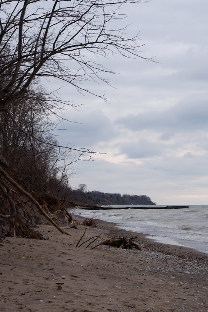 Finding ways to release the pandemic-related apathy in small strides, winter beach with leafless trees