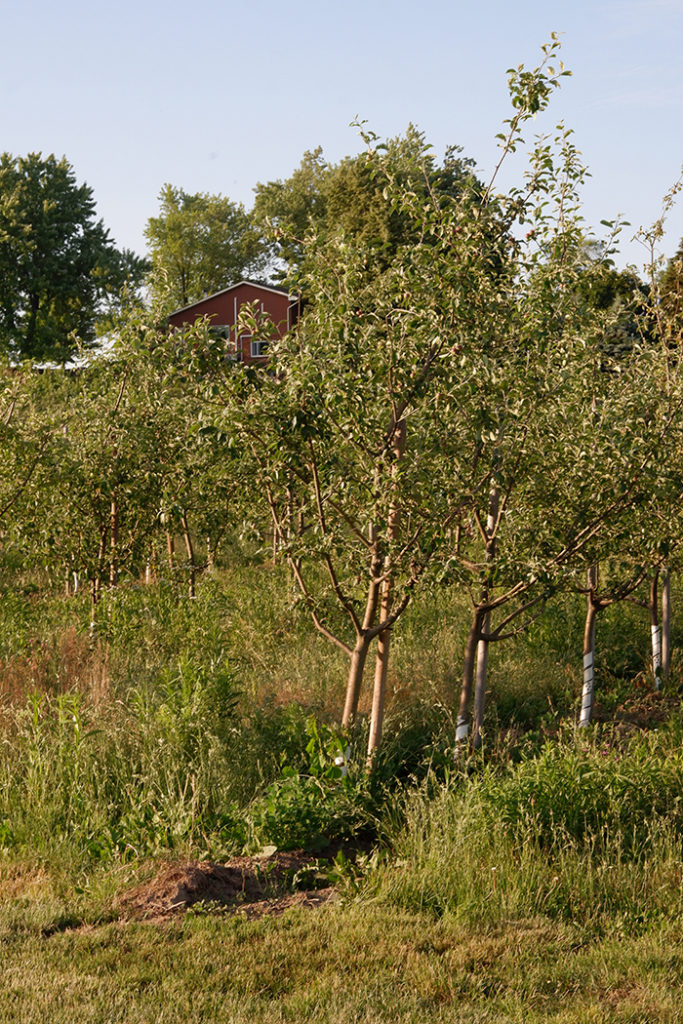 Experience the charm of West Avenue Cider cottage near Hamilton