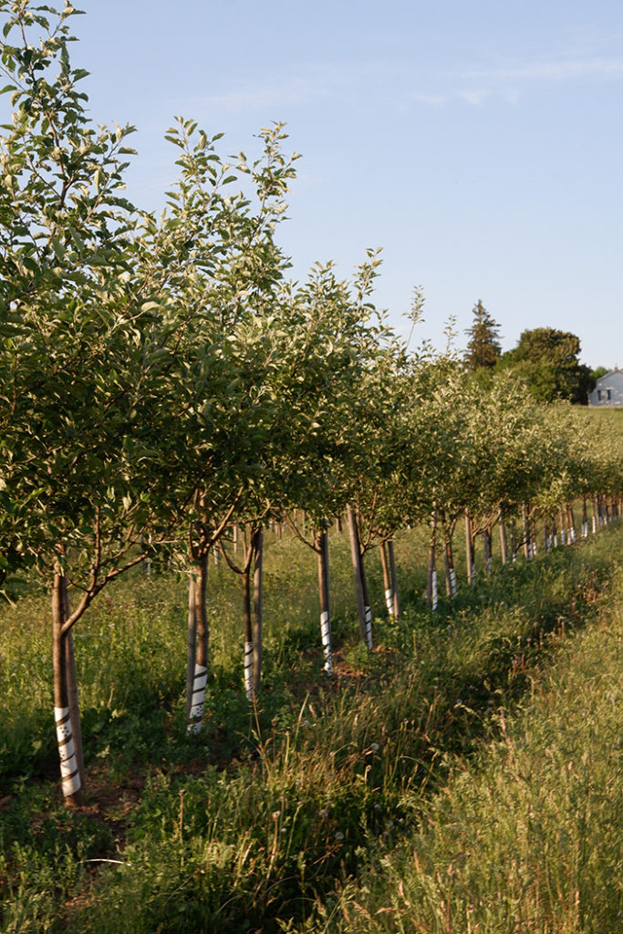 Experience the charm of West Avenue Cider cottage near Hamilton: apple orchard 