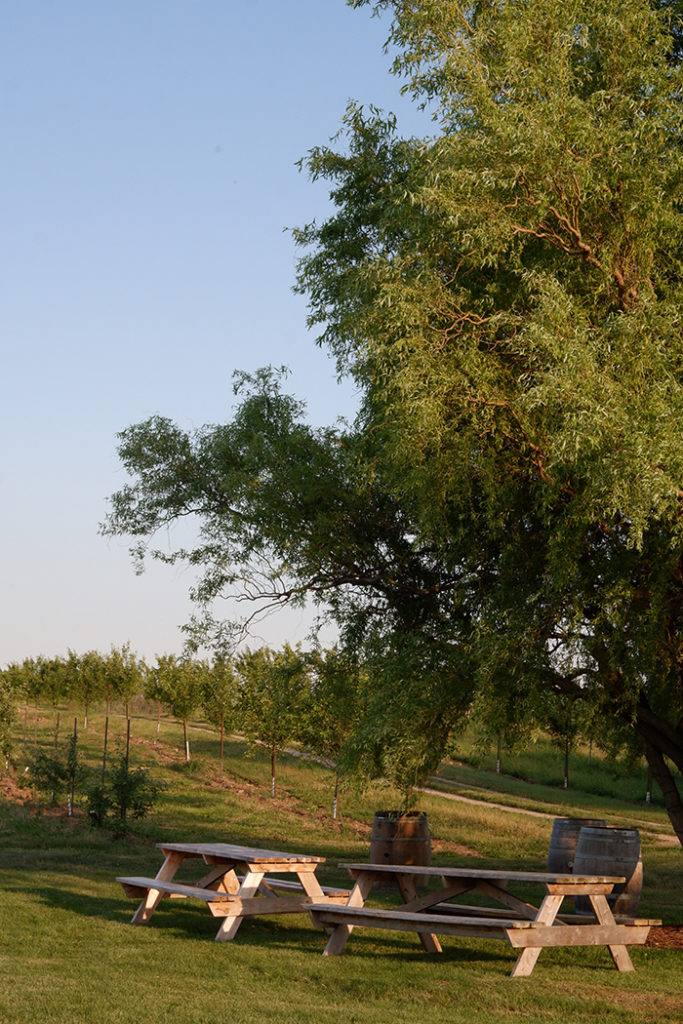 Apple orchard, West Avenue Cider, Hamilton