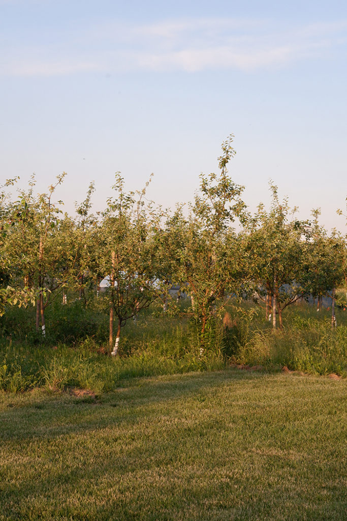 Experience the charm of West Avenue Cider cottage near Hamilton: apple orchard