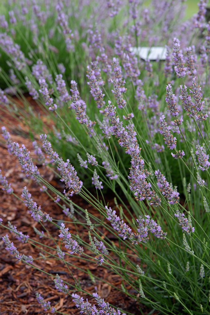 A guide to the Twenty Valley wine region: Rosewood Estates: lavender bush 