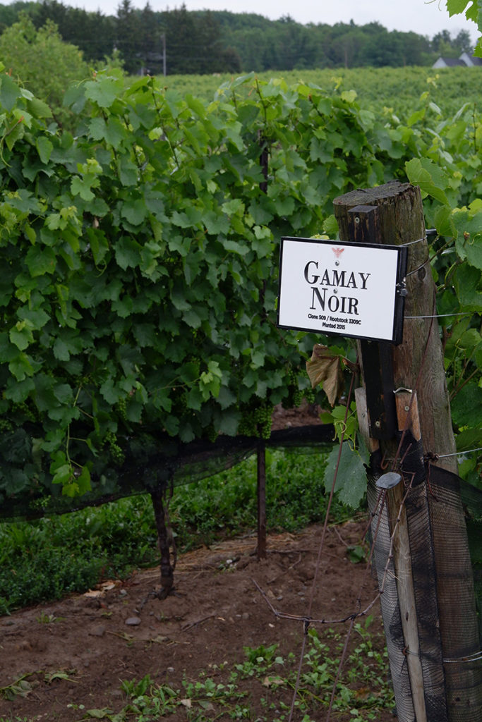 A guide to the Twenty Valley wine region: Rosewood Estates green vines of gamay noir