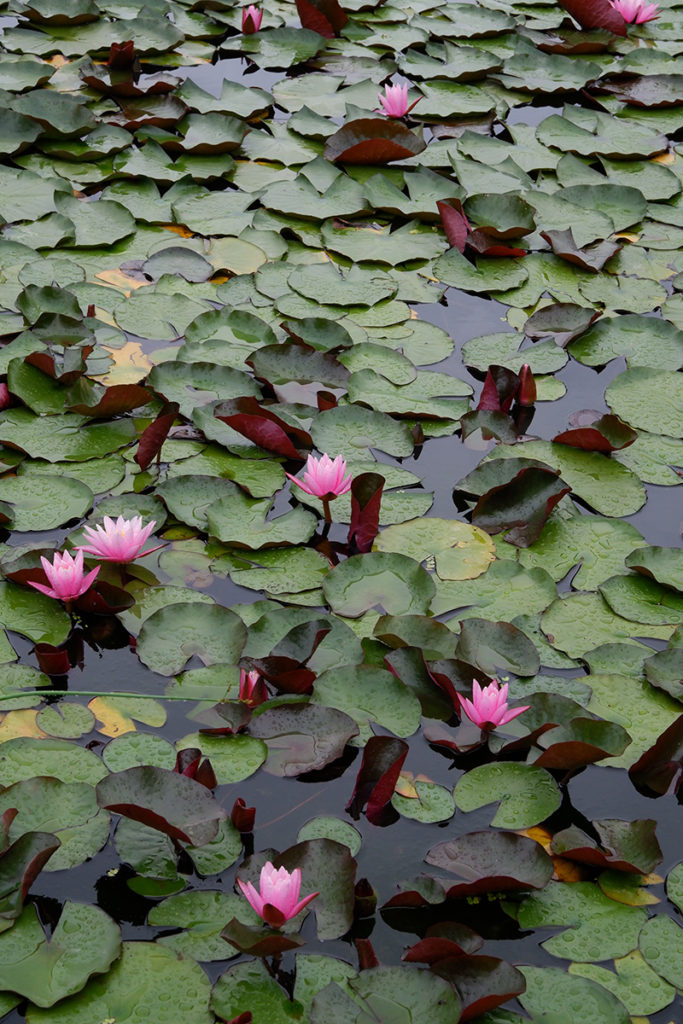 A guide to the Twenty Valley wine region: Rosewood Estates pond with pink lilies 