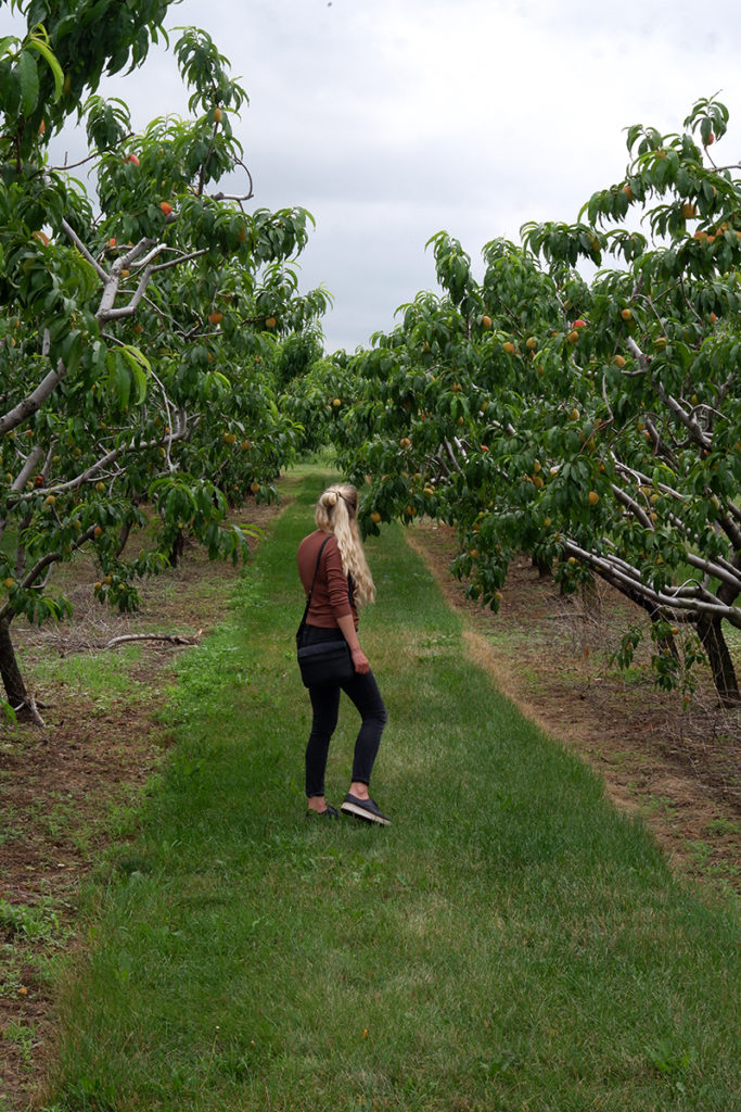 A guide to the Twenty Valley wine region:  The Good Earth Food and Wine Co. orchard, a woman walking through it