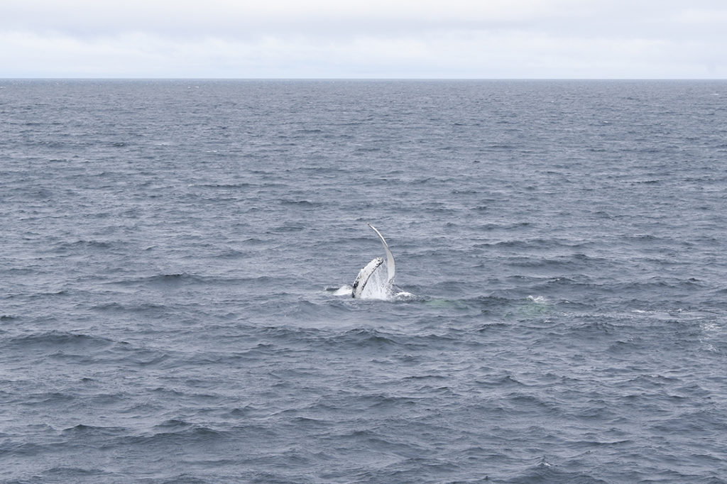 Whale watching in Québec Maritimes: two white thins playing in the water, Croisières AML Cruises