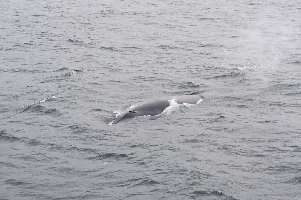 top thin of a whale submerged in water 