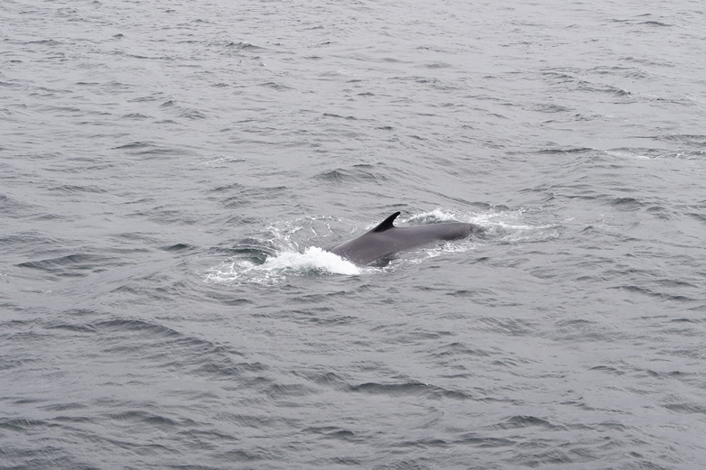 top thin of a whale submerged in water 