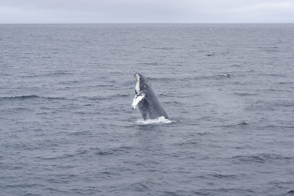 a whale half out of the ocean about to drop back in, Croisières AML Cruises