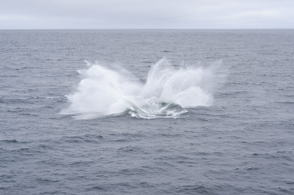 Whale watching in Québec Maritimes: big splash 