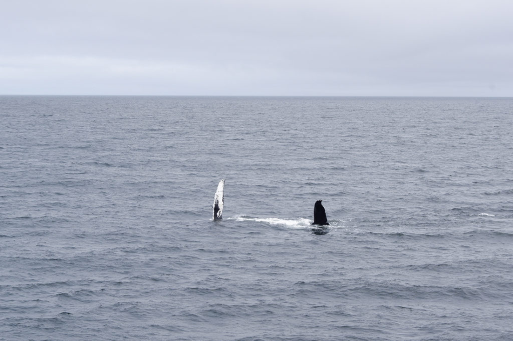 Whale watching in Québec Maritimes: two whale fins above the water