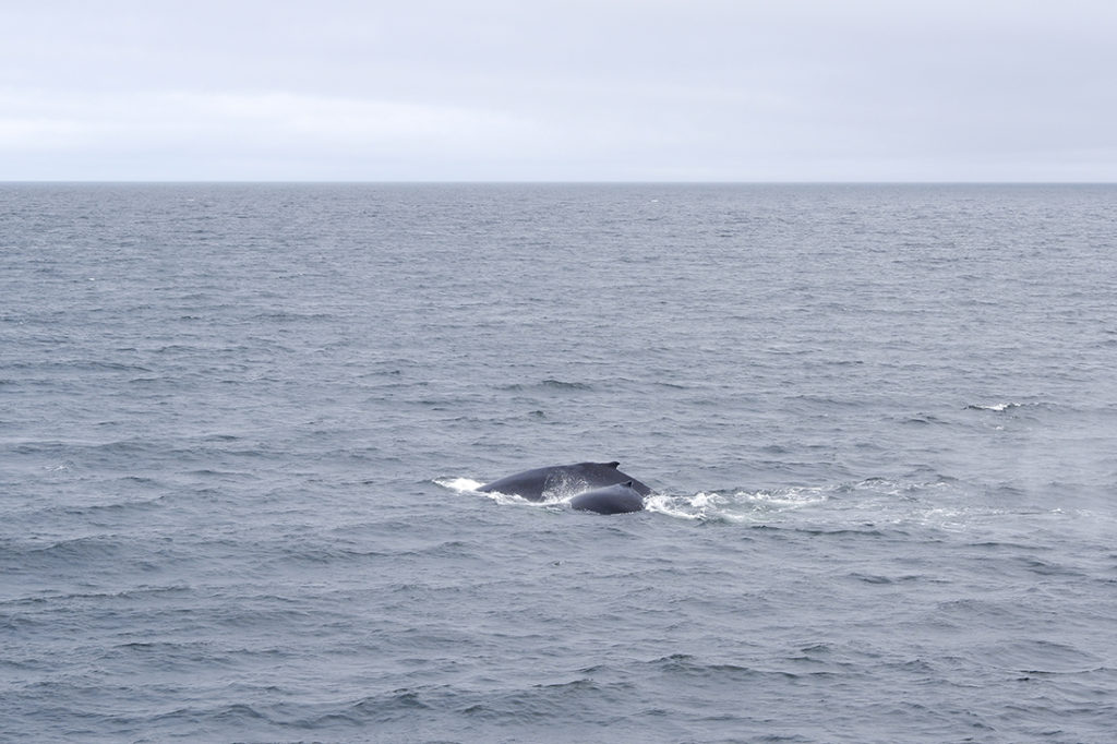 Back of the mama whale next to a baby whale