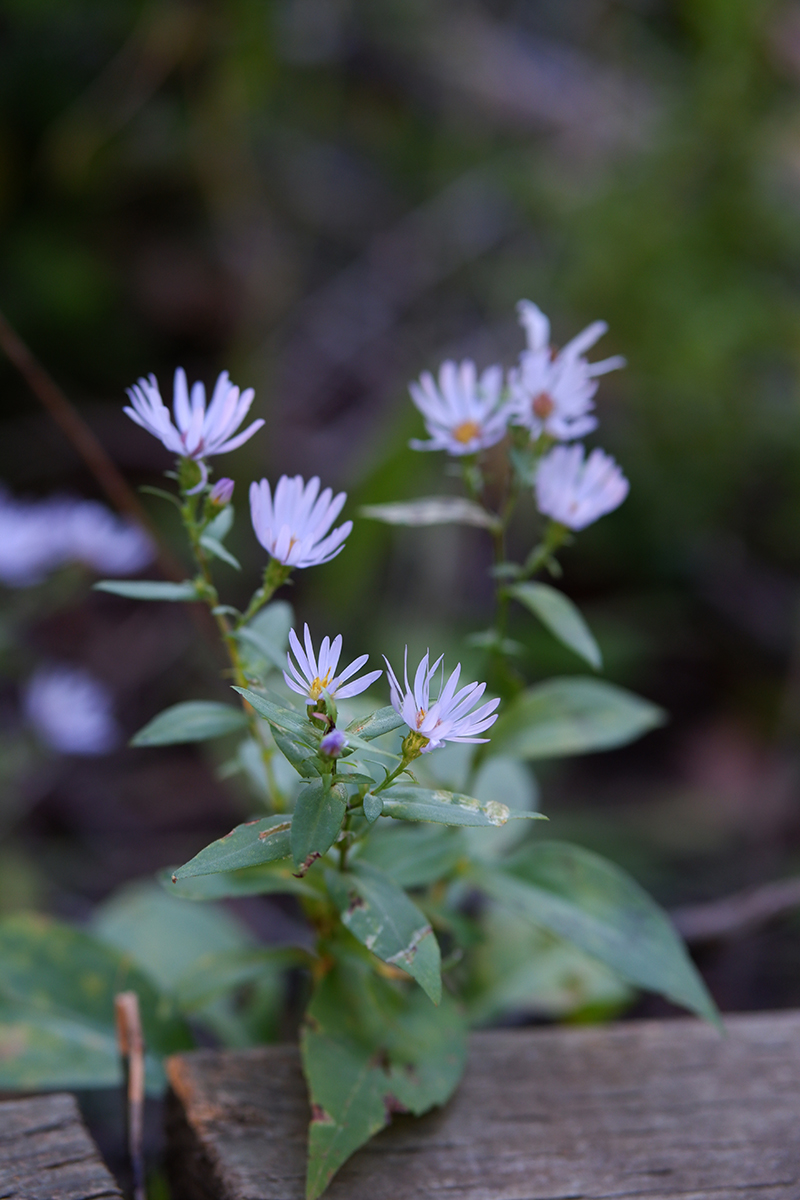 Destination guide: The great adventure through Quebec Maritimes - purple wild flowers