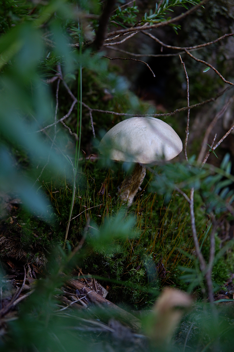 wild mushroom close up