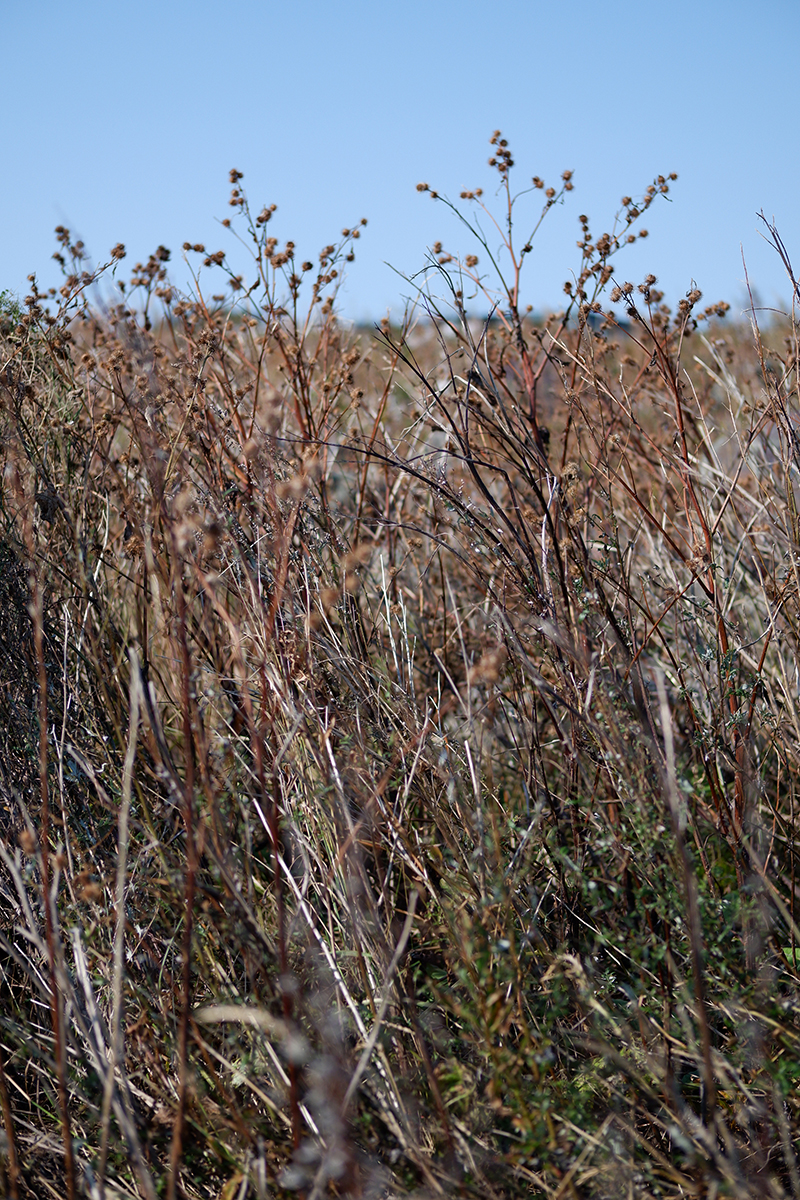 dry grass in the field 