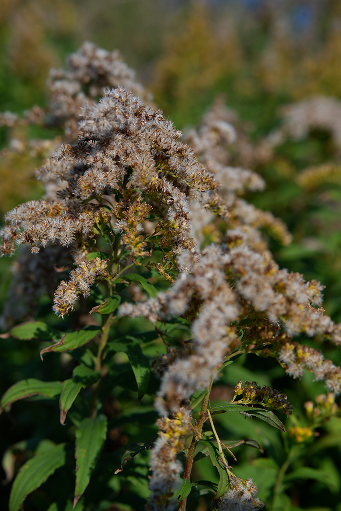 wild plants