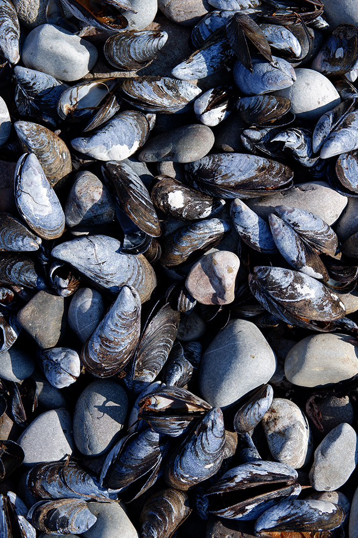 black sea shells