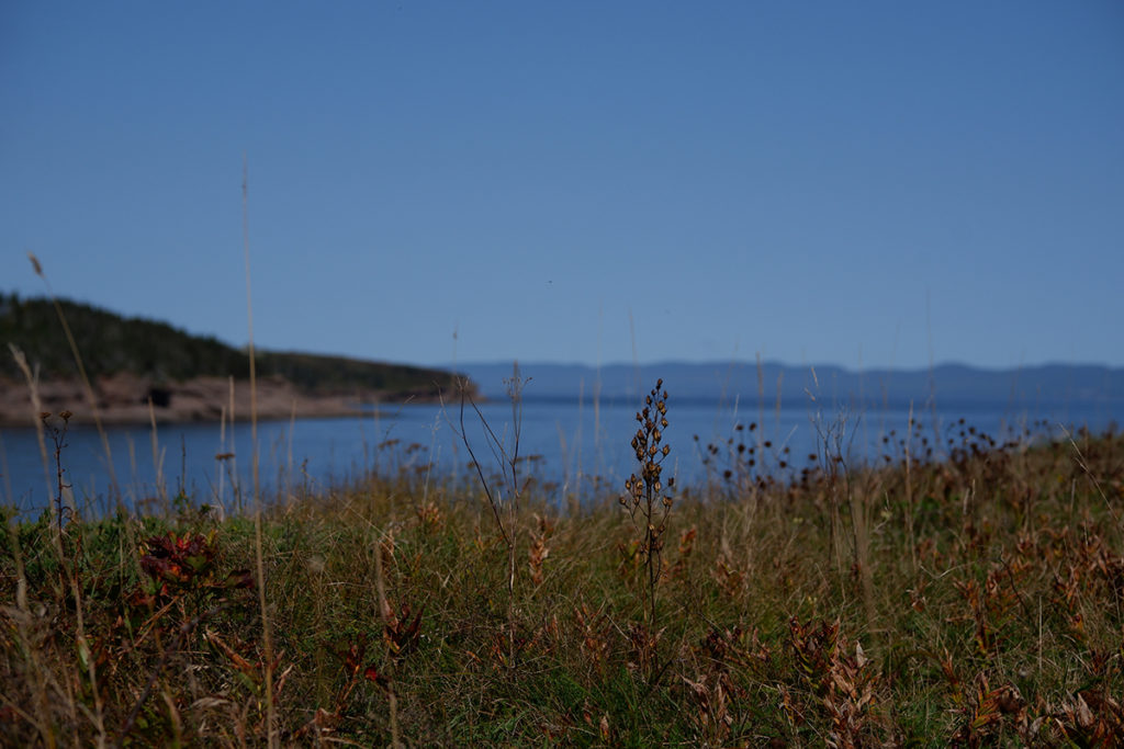 Destination guide: The great adventure through Quebec Maritimes, view of the blue water through tall grass