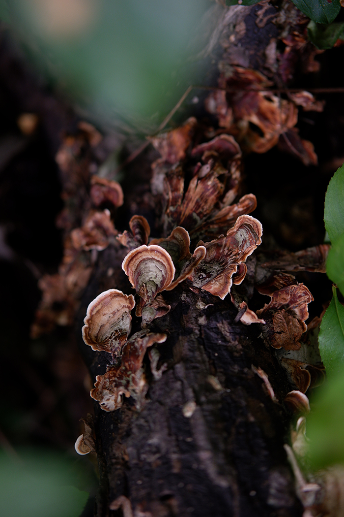 Postcards from Selkirk: wild mushrooms growing on a tree