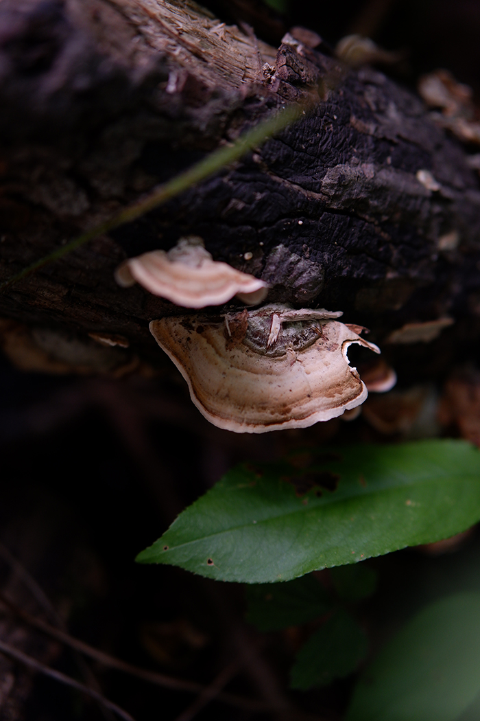 Wild mushrooms growing on a tree