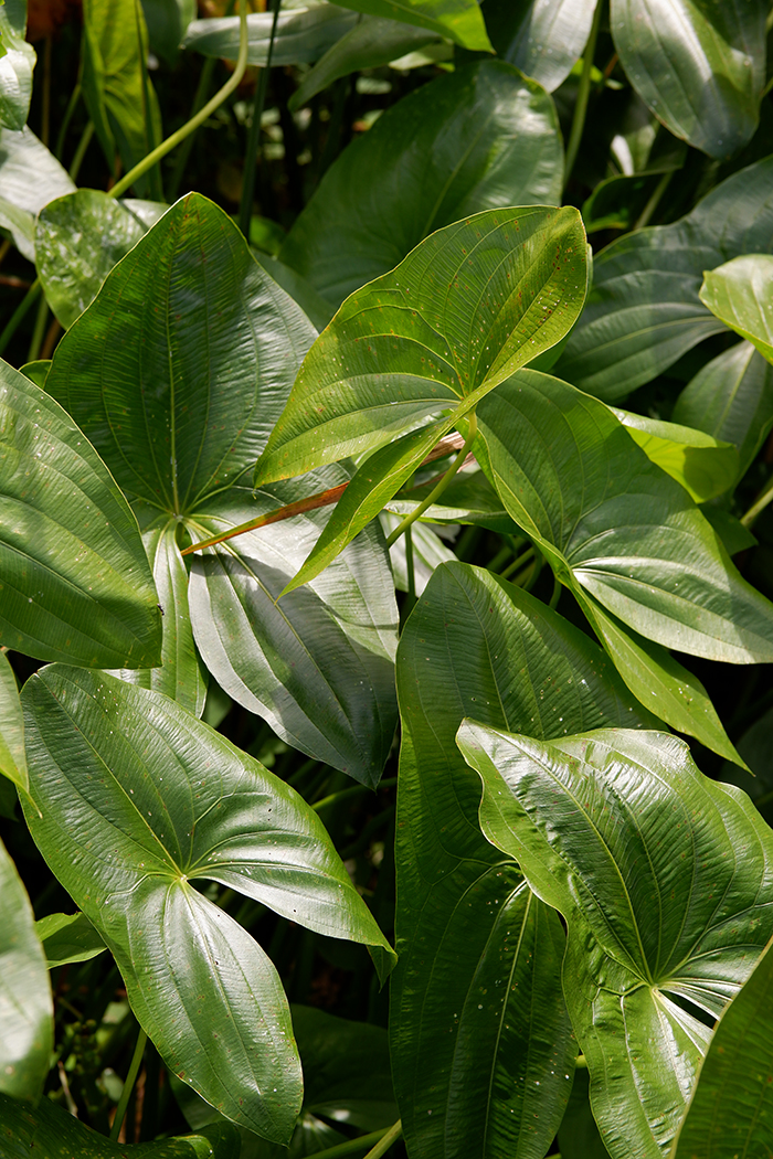 Greenery closeup at the Selkirk Provincial Park, Wheeler's Walk Trail