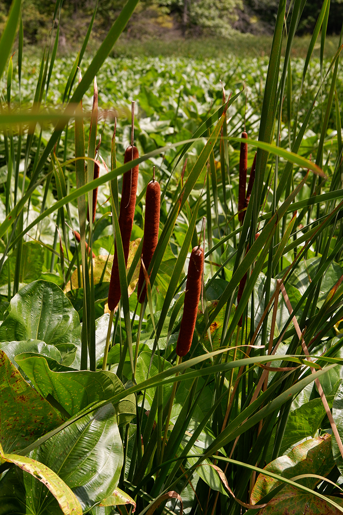 Greenery closeup at the Selkirk Provincial Park, Wheeler's Walk Trail