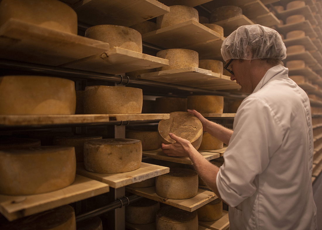 Winter in Quebec, a cheese maker inspecting a cheese wheel inside a dim cheese storage room at the La Station cheese factory and ECONOMUSÉE