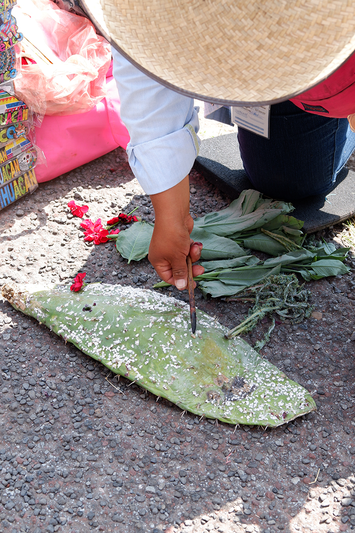 A woman pointing at a cacti with a bug infestation on it which can be used for making natural red colouring