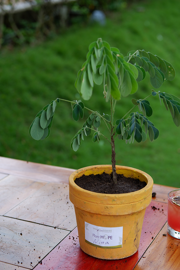 Leave Your LEAVES  flower pot with a small tree