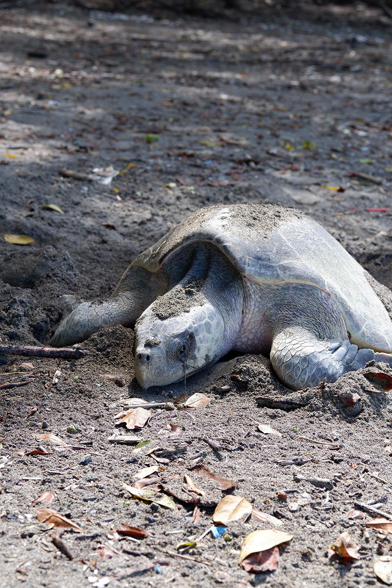 Turtle nesting in Costa Rica. Find the Pura Vida life at Punta Islita, even if just for a few days