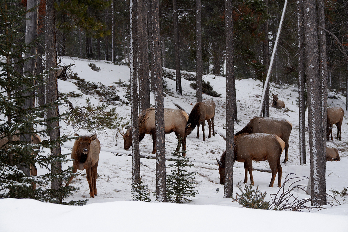 A family of deer in the Banff woods