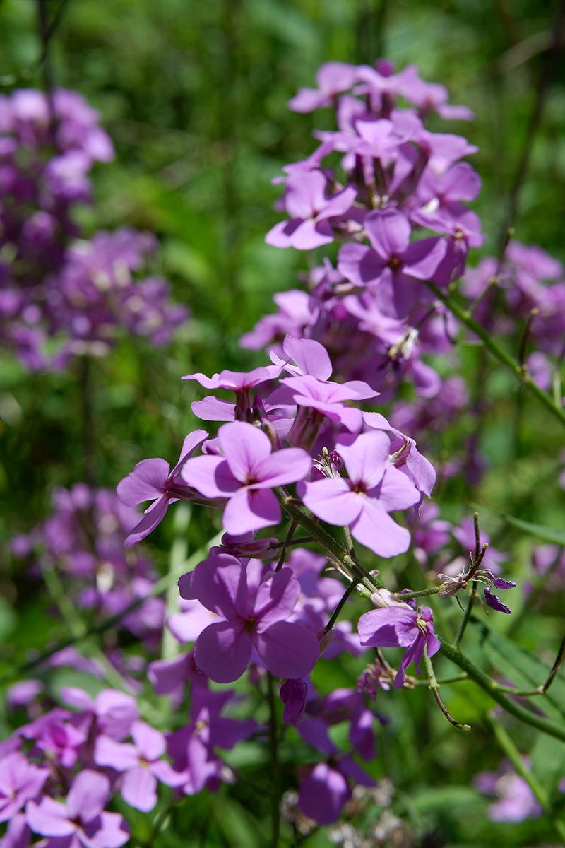 purple flowers